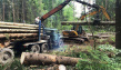 Вырубка леса СПб и ЛО