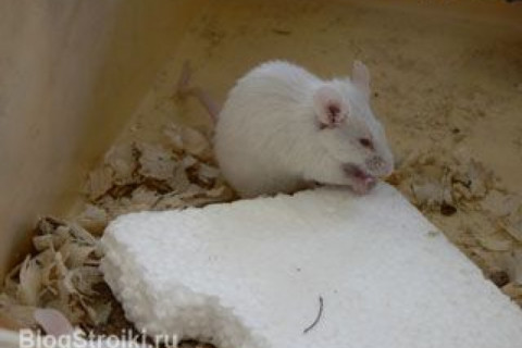 Заводятся ли мыши в утеплителе?