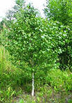 саженцы лиственных деревьев (с посадкой), россия