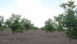 саженцы плодовых деревьев (с посадкой), россия