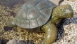 скульптура малая черепаха, россия
