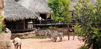 зоологические и природные парки. биопарки под ключ