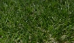 Искусственная трава арт. 30